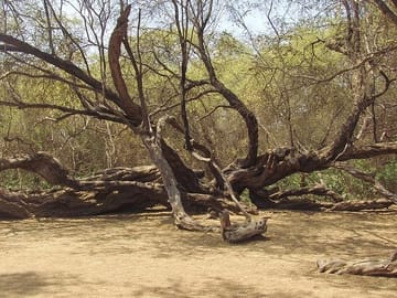 Pomac Forest Sanctuary and Sican Museum Tour in Chiclayo