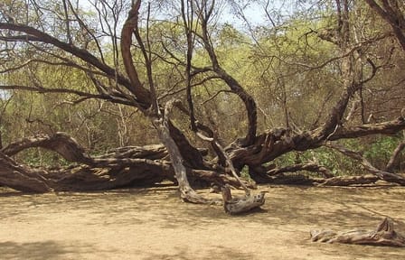 Pomac Forest Sanctuary and Sican Museum Tour in Chiclayo