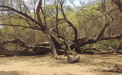 Pomac Forest Sanctuary and Sican Museum Tour in Chiclayo