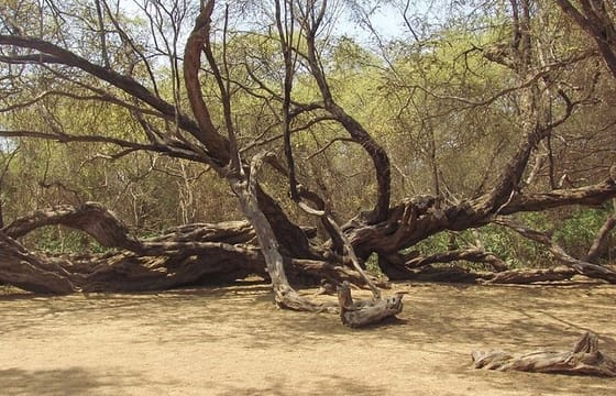 Pomac Forest Historic Sanctuary & Sican Museum in Chiclayo