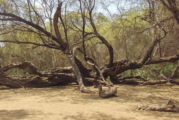 Pomac Forest Historic Sanctuary & Sican Museum in Chiclayo 2