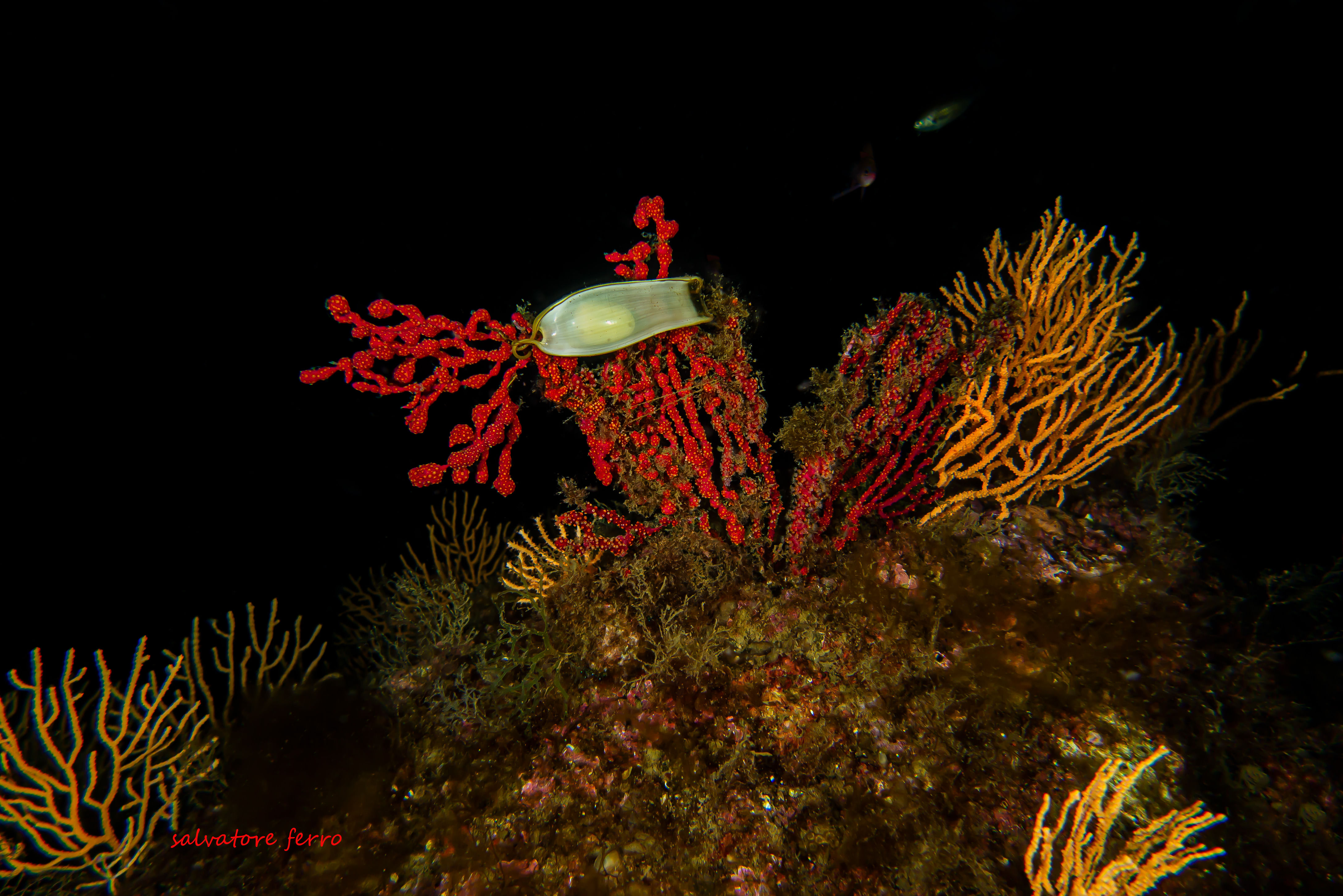 Dogfish egg resting on red coral.