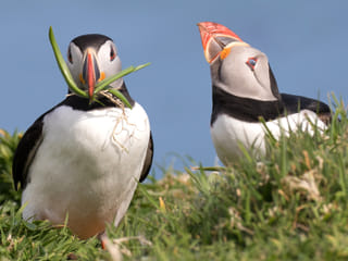 Puffin Watching Yacht Cruise from Downtown Reykjavík – Small Group Experience, photo 13