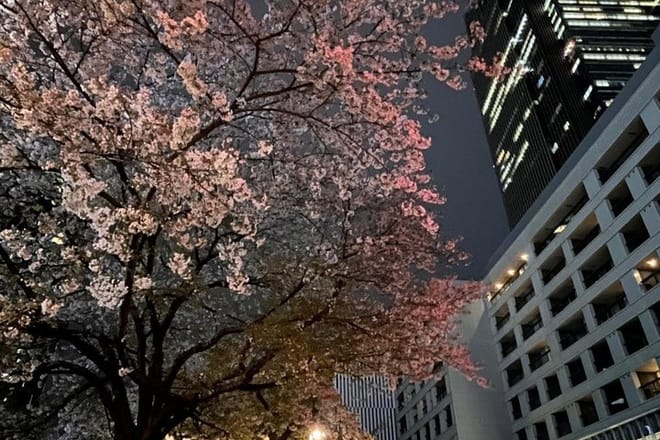 2-Hour Tokyo Night Bike Tour: Shibuya, City Lights & Tokyo Tower photo 4
