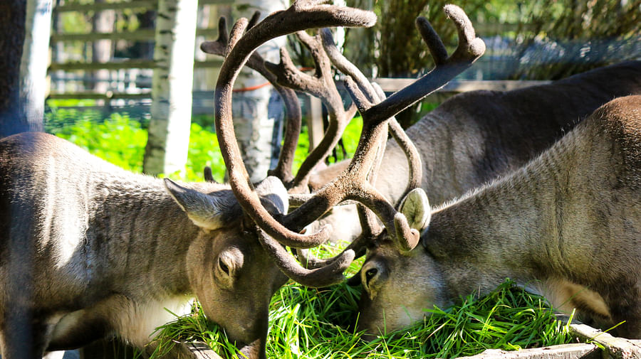 Meet all the Arctic animals in Ranua Wildlife Park
