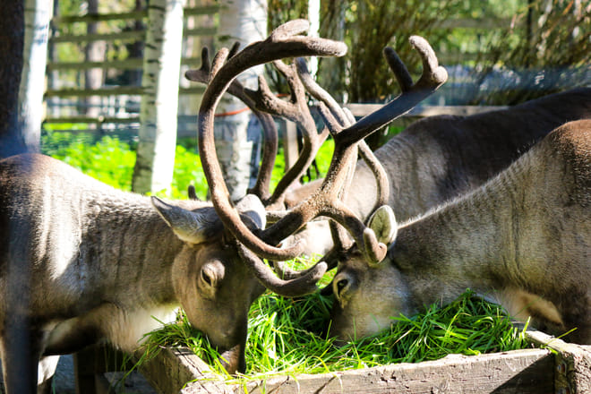 Meet all the Arctic animals in Ranua Wildlife Park