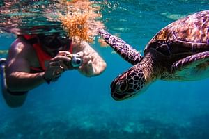 Sea turtle and cenotes half day Snorkeling Tour from Riviera Maya