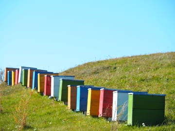 Bee hives in Magura village