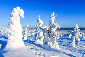 Arctic Adventure through Magical Frozen Forests of Riisitunturi