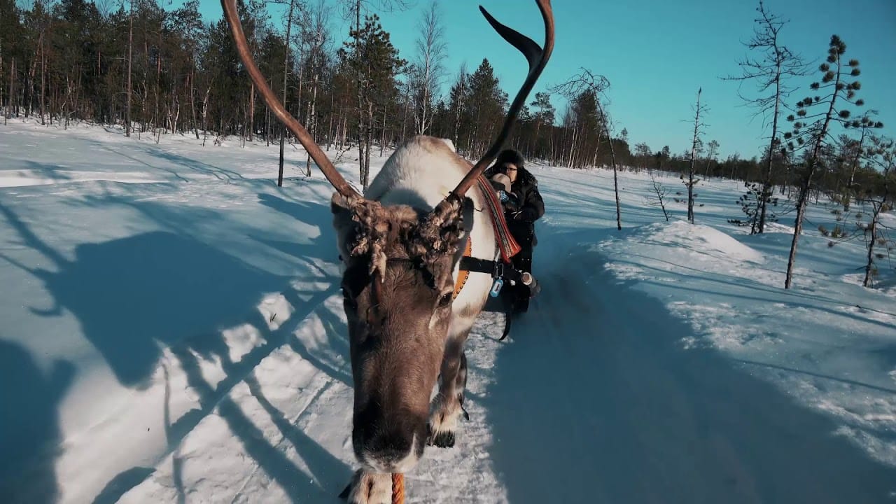 Rovaniemi's Magical Night: A Reindeer Safari Under the Northern Lights