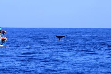Mirissa Whale Watching Tour From Tangalla