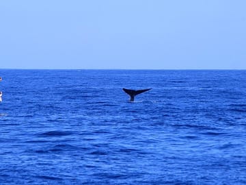 Whale Watching Tour from Tangalla to Mirissa, Sri Lanka