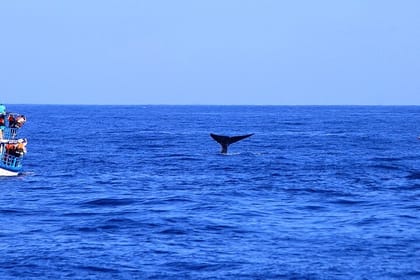 Mirissa Whale Watching Tour From Tangalla