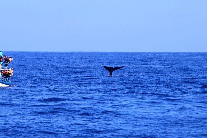 Mirissa Whale Watching Tour From Tangalla 3