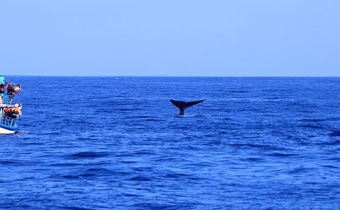 Whale Watching Tour from Tangalla to Mirissa, Sri Lanka