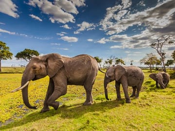 12Days Best of Kenya and Tanzania Wildlife Safari