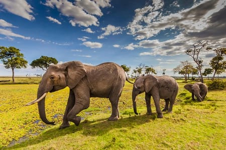5day: Best of Kenya Big 5 Wildlife Safari to Amboseli & Tsavo West National Park