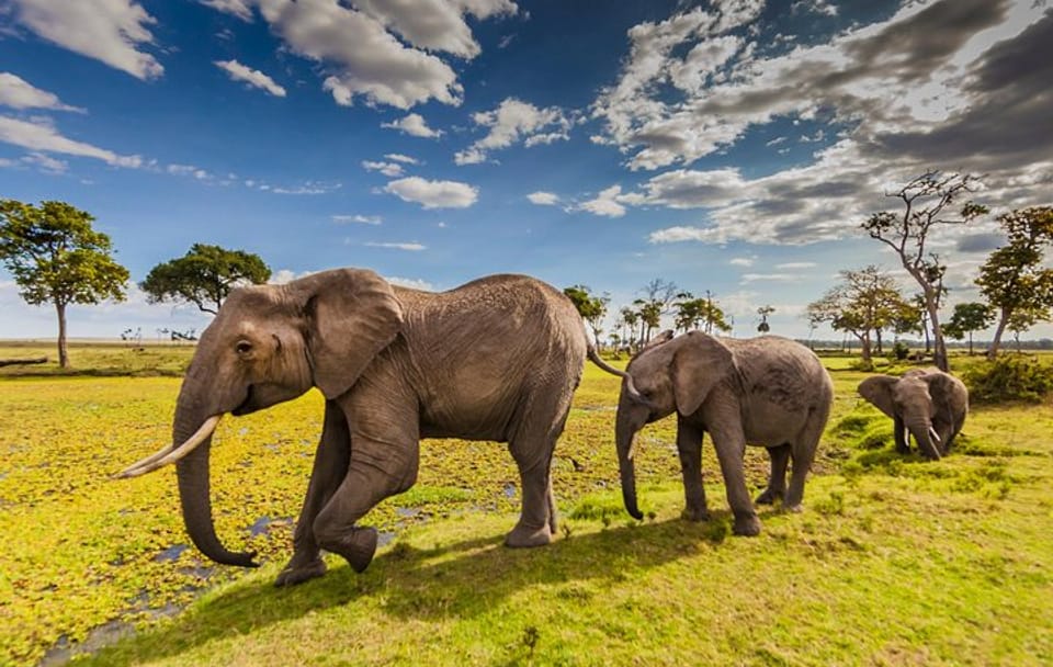 5day: Best of Kenya Big 5 Wildlife Safari to Amboseli & Tsavo West National Park
