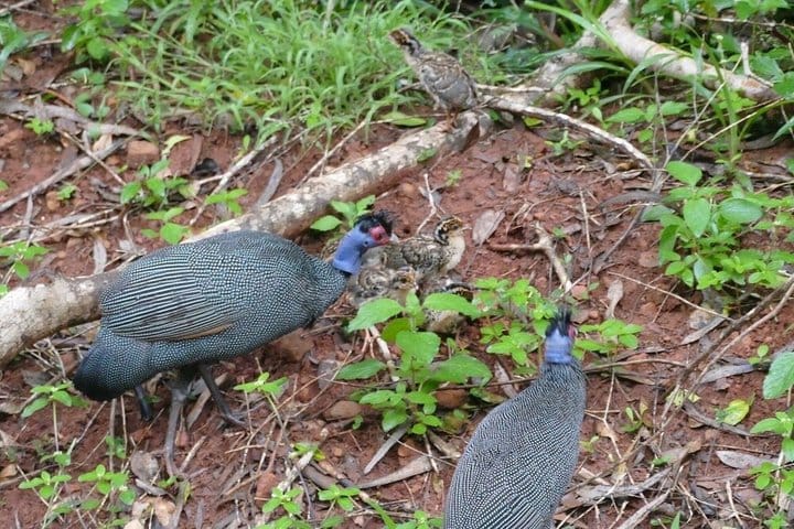Shimba Hills National Reserve Day Tour with Sheldrick Falls