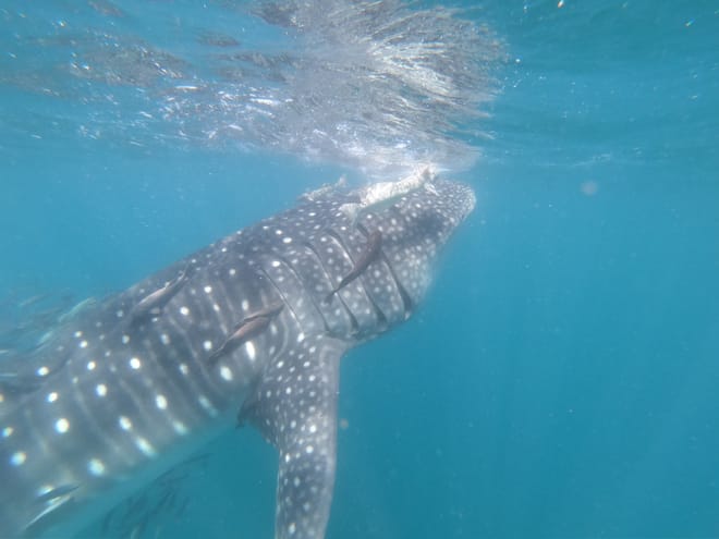 Whale Shark Snorkeling Tour from Cancun and Riviera Maya 10