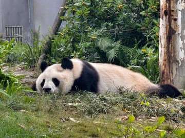 Chongqing to Chengdu High-Speed Rail Tour: One-Day Panda Base Excursion