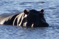Game drives Zambezi National Park 8
