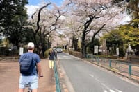 3-Hr Tokyo Bike Tour: Shibuya Highlights, Backstreets/Hidden Gems 2