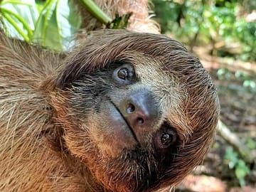 Sloth park and monkeys hangout