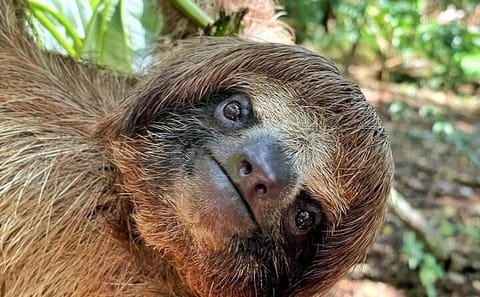 Wildlife Encounter and Chocolate Tour in Coxen Hole