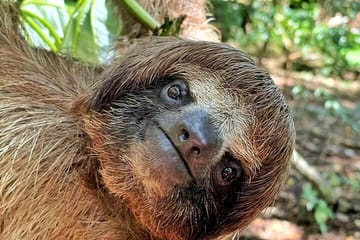 Wildlife Encounter and Chocolate Tour in Coxen Hole