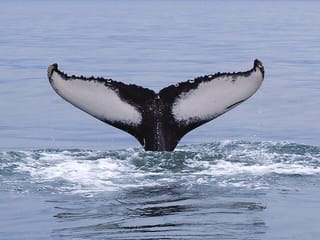 Big Whales & Puffins RIB boat tour, photo 14