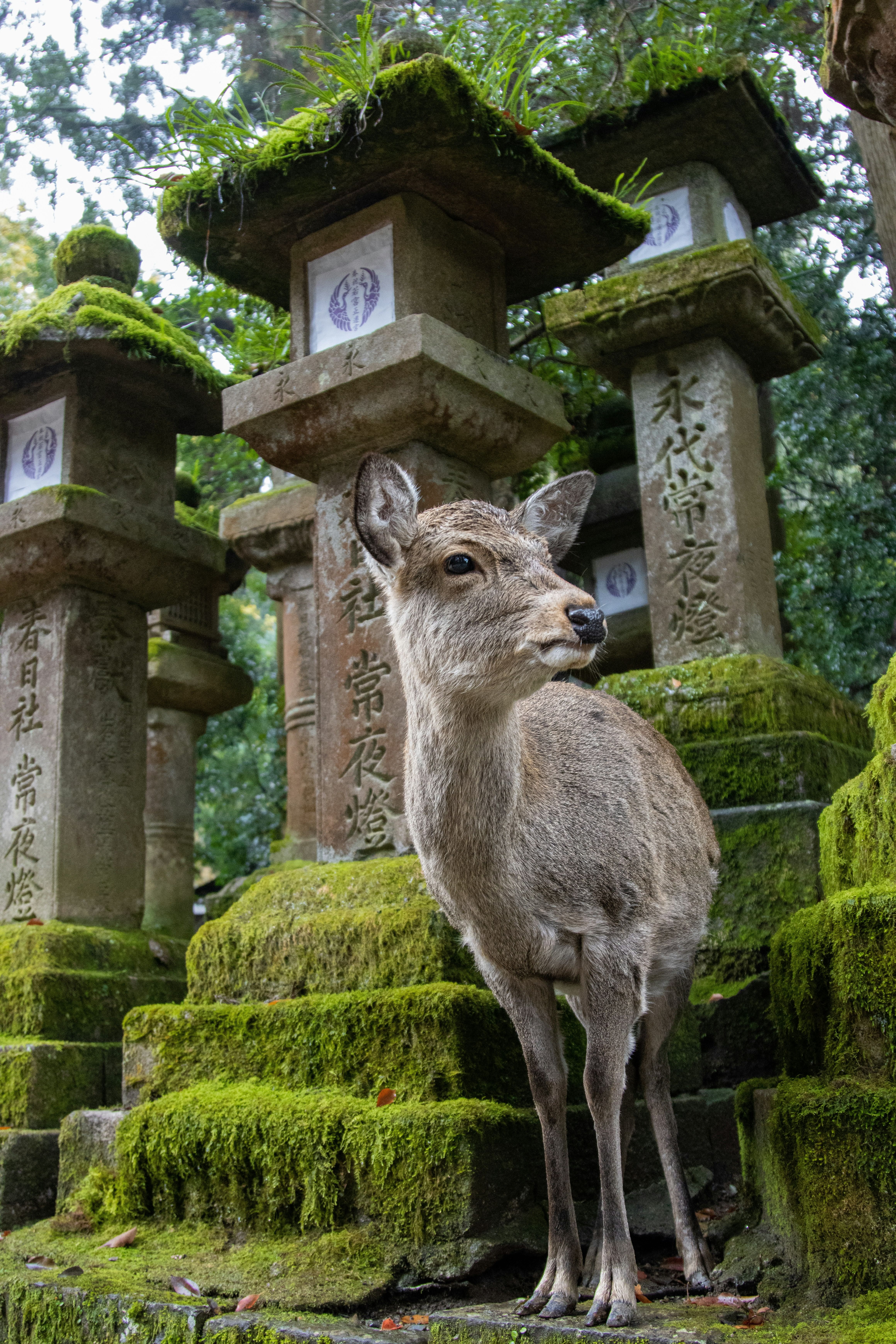 Nara Tour, Japan