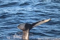 Tail of a whale diving into the ocean during a whale watching tour