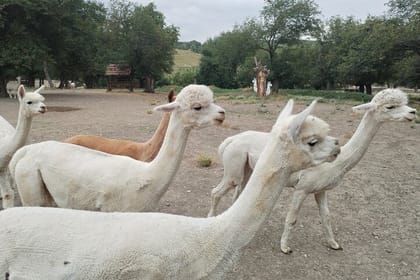 Private All Inclusive Shamakhi Alpaca and Wine Tour
