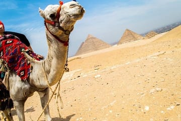 Day trip to Giza Pyramids Citadel & Bazaar