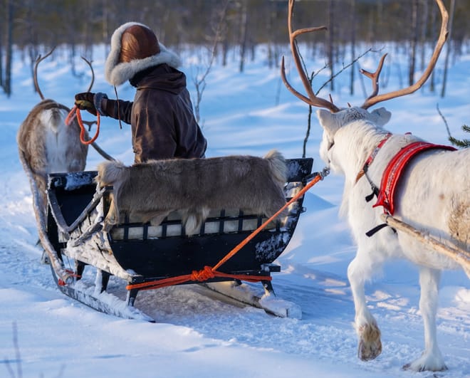 Long Reindeer Safari in the nature of Lapland (sleigh ride about 50-60 min)