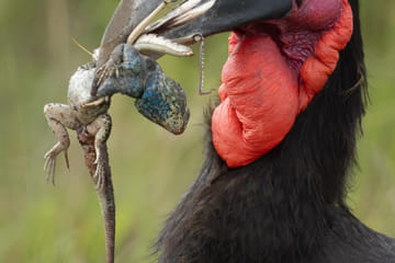 Nairobi Sunrise Safari and City Tour with Wildlife Encounters