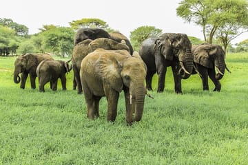 7Days Tanzania Lodge Safari Lake Manyara Serengeti Ngorongoro Tarangire Safaris
