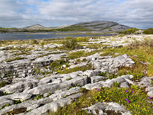 Walk Mullaghmore hill & visit the Burren Perfumery. Clare. Private guided. 3 hours