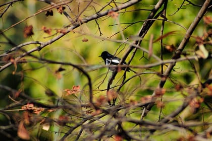 Shivapuri Hiking Tour from Kathmandu