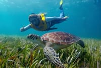 Amazing Snorkeling Experience in Cancun 1