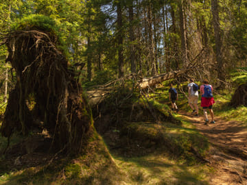 Private Wildlife Hike in Oslo's Lush Forests