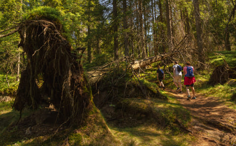 Private Wildlife Hike in Oslo's Lush Forests