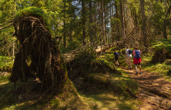 Private Wildlife forest hike