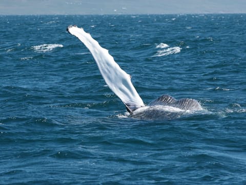 Whale Watching in Ísafjarðardjúp , photo 3
