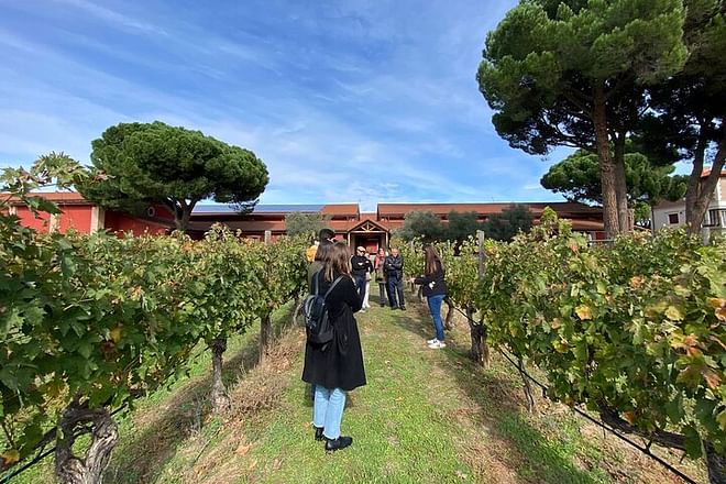 Explora Ribera del Duero y Visita 3 Bodegas con Recogida en Madrid