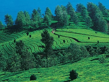 Kochi to Munnar Scenic Three-Day Nature Tour