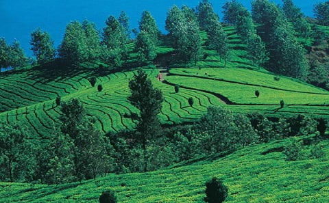 Kochi to Munnar Scenic Three-Day Nature Tour