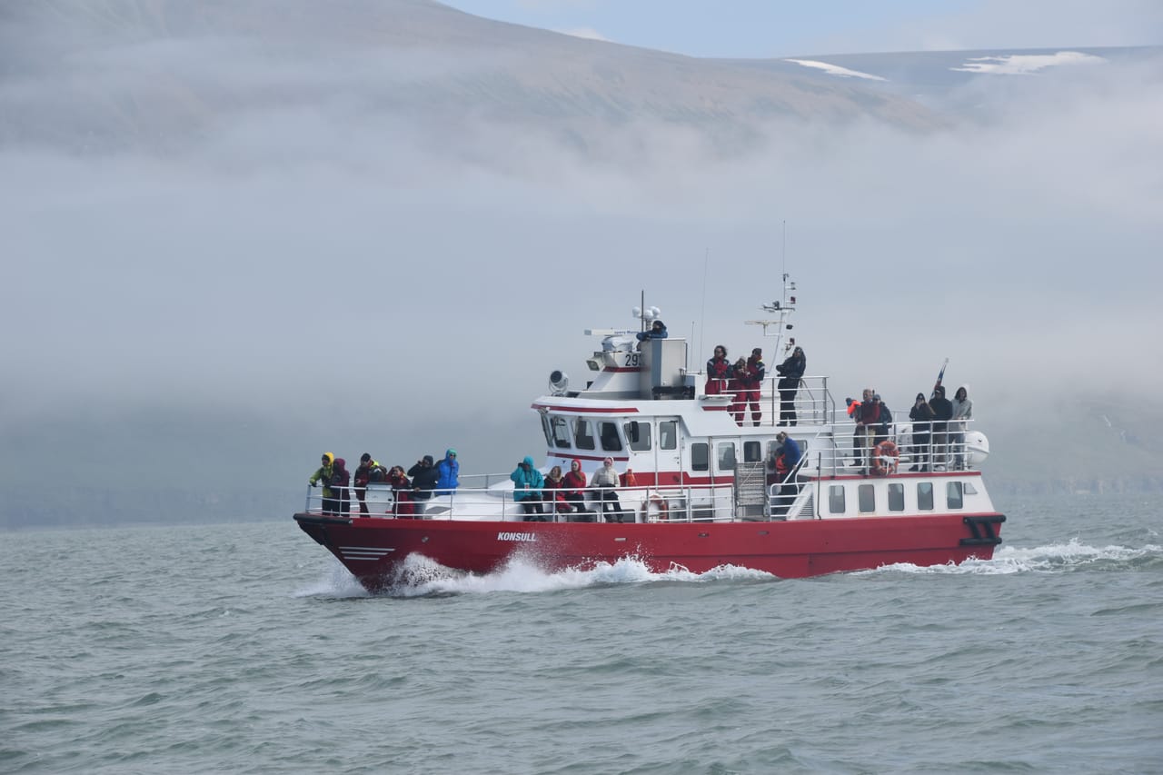 Akureyri Classic Whale Watching 6