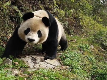 panda